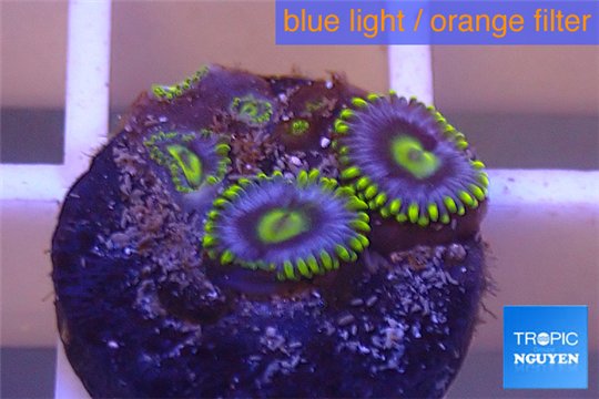 Zoanthus neon green magician blue 3-5 polyps WYSIWYG acclimaté
