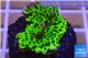 Montipora green & purple polyps 2-3 cm WYSIWYG acclimaté