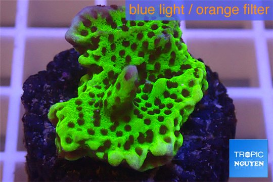 Montipora green & purple polyps 2-3 cm WYSIWYG acclimaté