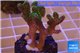 Pocillopora damicornis green & pink tip 2-4 cm WYSIWYG acclimaté