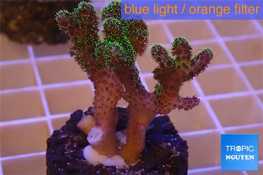 Pocillopora damicornis green & pink tip 2-4 cm WYSIWYG acclimaté