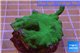 Montipora digitata green 3-4 cm WYSIWYG acclimaté