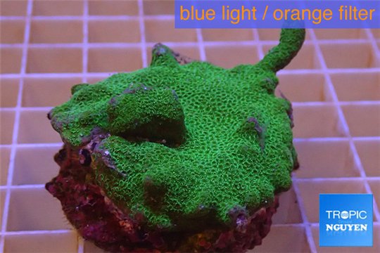 Montipora digitata green 3-4 cm WYSIWYG acclimaté
