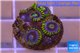 Zoanthus neon green magician blue 5-6 polyps WYSIWYG acclimaté