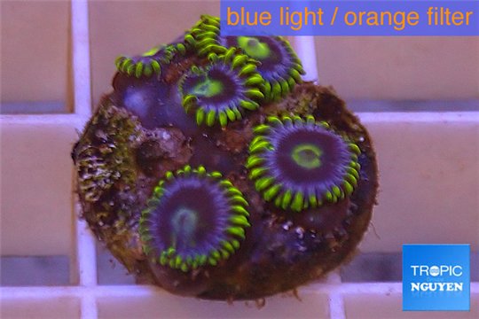 Zoanthus neon green magician blue 5-6 polyps WYSIWYG acclimaté
