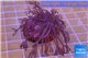 Xenia long polyps 4-8 cm WYSIWYG acclimaté