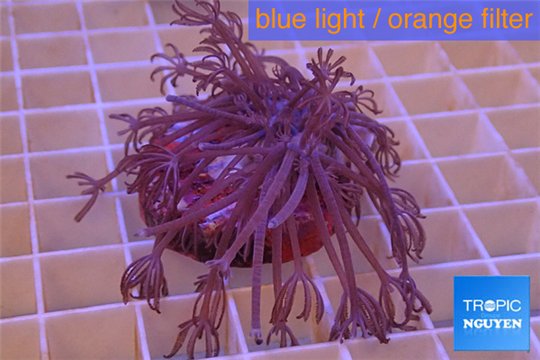 Xenia long polyps 4-8 cm WYSIWYG acclimaté