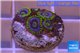 Zoanthus neon green magician blue 3-5 polyps WYSIWYG acclimaté