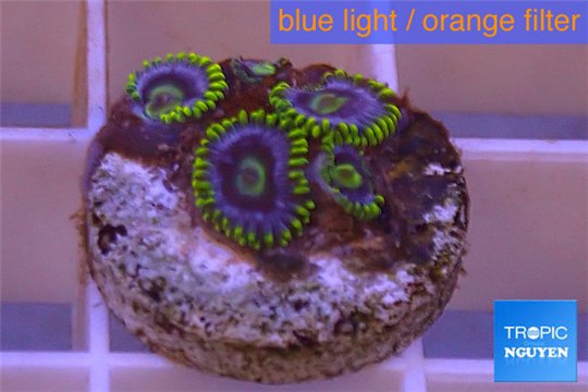 Zoanthus neon green magician blue 3-5 polyps WYSIWYG acclimaté