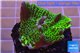 Montipora green & purple polyps 3-4 cm WYSIWYG acclimaté