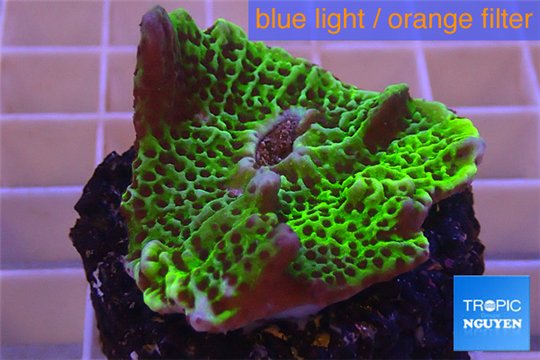Montipora green & purple polyps 3-4 cm WYSIWYG acclimaté