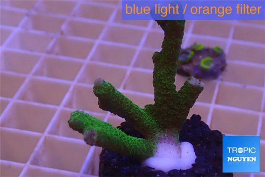 Montipora digitata green 3-4 cm WYSIWYG acclimaté