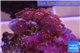 Zoanthus red bam bam 2-3 cm WYSIWYG acclimaté