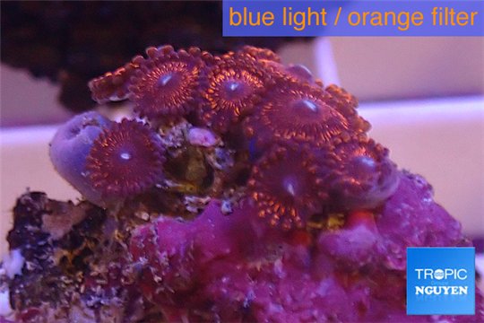 Zoanthus red bam bam 2-3 cm WYSIWYG acclimaté