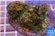Zoanthus Fijii premium 8-12 cm WYSIWYG acclimaté