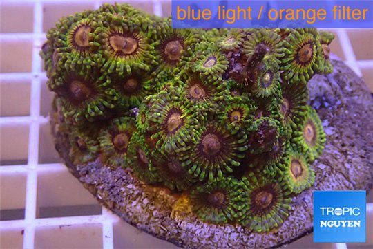 Zoanthus Fijii premium 8-12 cm WYSIWYG acclimaté