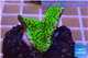 Montipora green & purple polyps 3-4 cm WYSIWYG acclimaté