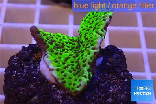 Montipora green & purple polyps 3-4 cm WYSIWYG acclimaté