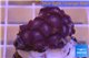 Zoanthus purple blue 2-3 cm WYSIWYG acclimaté