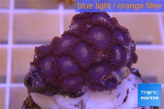 Zoanthus purple blue 2-3 cm WYSIWYG acclimaté