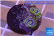 Zoanthus neon green magician blue 3-5 polyps WYSIWYG acclimaté