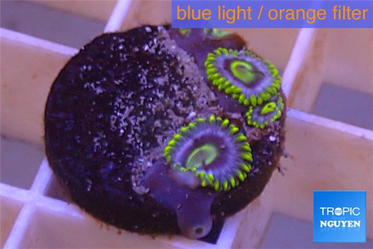 Zoanthus neon green magician blue 3-5 polyps WYSIWYG acclimaté
