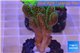 Pocillopora damicornis green & pink tip 2-4 cm WYSIWYG acclimaté