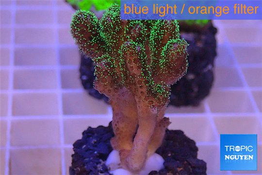 Pocillopora damicornis green & pink tip 2-4 cm WYSIWYG acclimaté