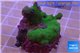 Montipora digitata green 2-4 cm WYSIWYG acclimaté