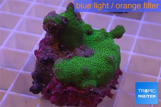 Montipora digitata green 2-4 cm WYSIWYG acclimaté