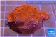 Montipora red cap 2-4 cm WYSIWYG acclimaté