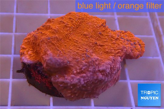 Montipora red cap 2-4 cm WYSIWYG acclimaté