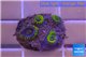 Zoanthus neon green magician blue 3-5 polyps WYSIWYG acclimaté