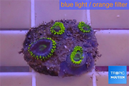 Zoanthus neon green magician blue 3-5 polyps WYSIWYG acclimaté