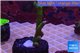 Montipora digitata green 4-6 cm WYSIWYG acclimaté