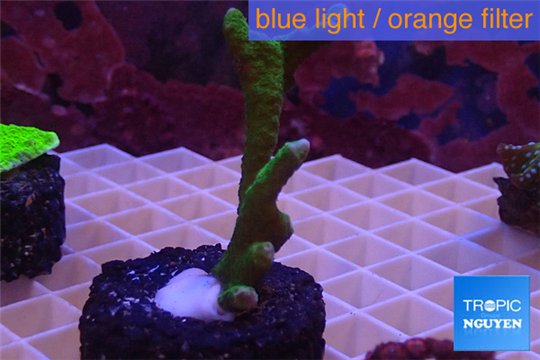 Montipora digitata green 4-6 cm WYSIWYG acclimaté