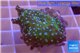 Discosoma green & blue spot 1 polyp WYSIWYG acclimaté