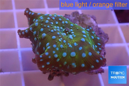 Discosoma green & blue spot 1 polyp WYSIWYG acclimaté