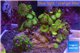Zoanthus Fijii premium 8-12 cm WYSIWYG acclimaté