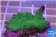 Montipora digitata green 2-4 cm WYSIWYG acclimaté
