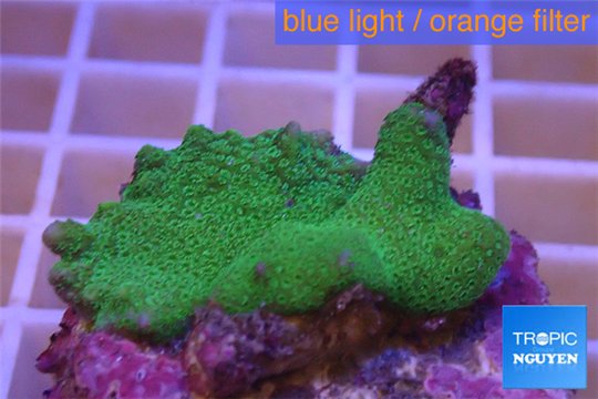 Montipora digitata green 2-4 cm WYSIWYG acclimaté
