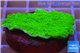 Montipora capricornis green plate 3-4 cm WYSIWYG acclimaté