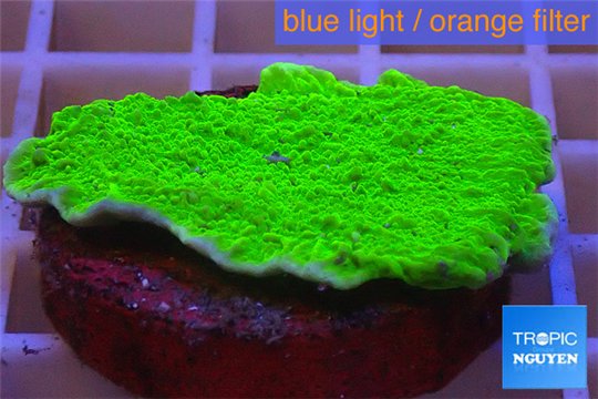 Montipora capricornis green plate 3-4 cm WYSIWYG acclimaté