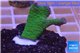 Montipora digitata green 2-4 cm WYSIWYG acclimaté