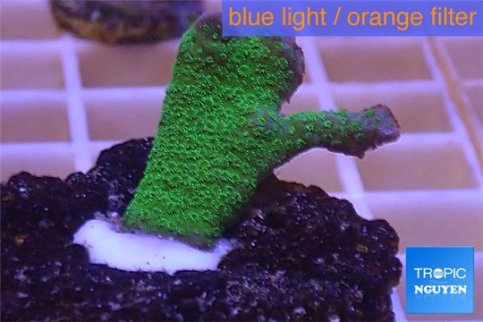 Montipora digitata green 2-4 cm WYSIWYG acclimaté