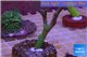 Montipora digitata green 4-6 cm WYSIWYG acclimaté