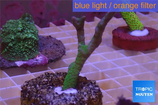 Montipora digitata green 4-6 cm WYSIWYG acclimaté