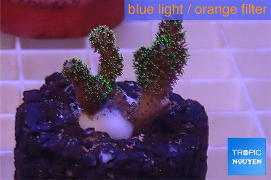 Pocillopora damicornis green & pink tip 2-3 cm WYSIWYG acclimaté
