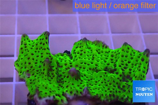 Montipora green & purple polyps 3-4 cm WYSIWYG acclimaté