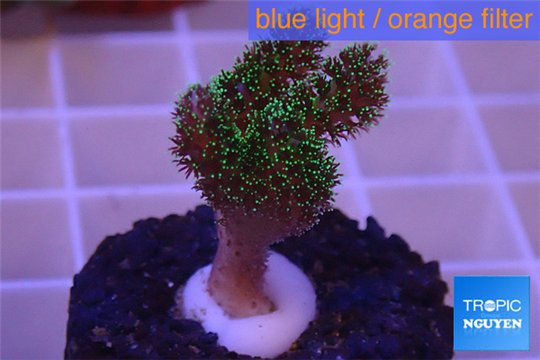Pocillopora damicornis green & pink tip 2-3 cm WYSIWYG acclimaté